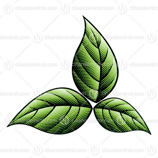 3 Scratchboard Engraved Green Tobacco Leaves