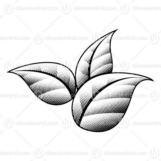 3 Scratchboard Engraved Leaves with Black Outlines