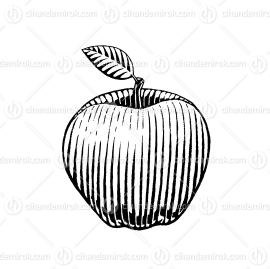 Apple Drawing, Scratchboard Engraved Vector