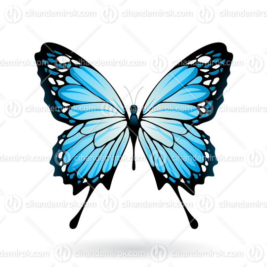 Blue and Black Butterfly Illustration