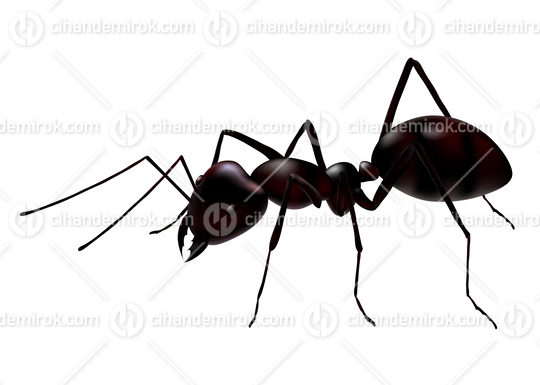 Close Up View of a Vector Ant