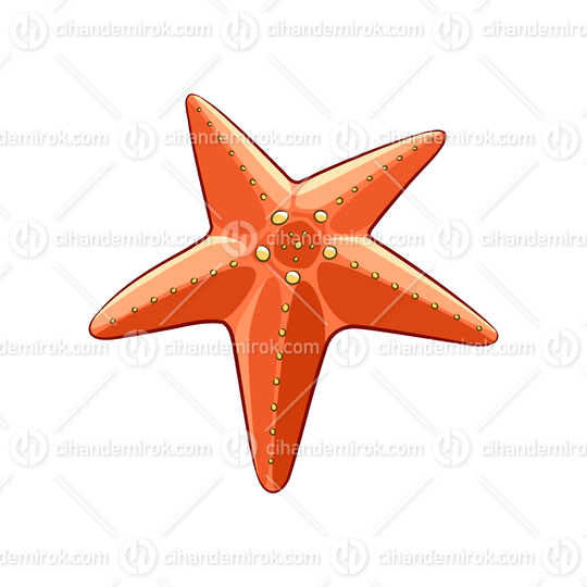 Colorful Cartoon Orange Starfish
