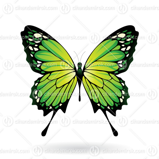 Green and Black Butterfly Illustration