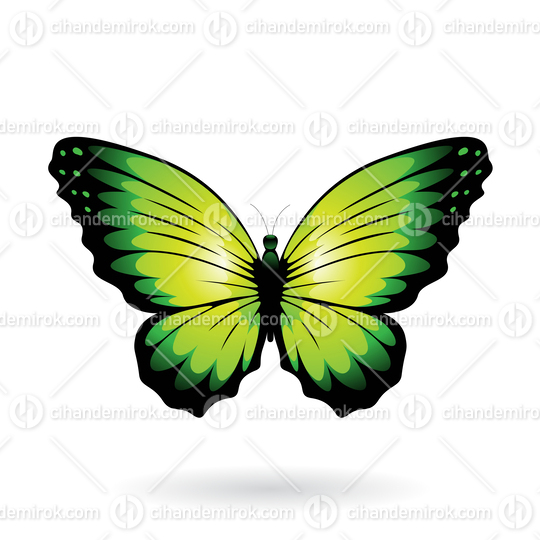 Green and Black Butterfly Illustration with Round Wings