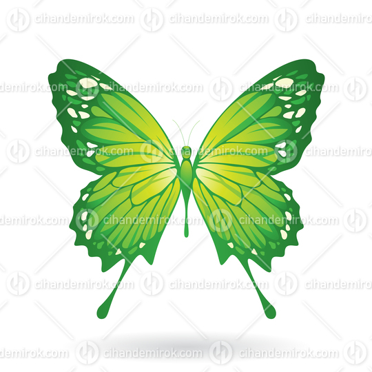 Green Butterfly Illustration
