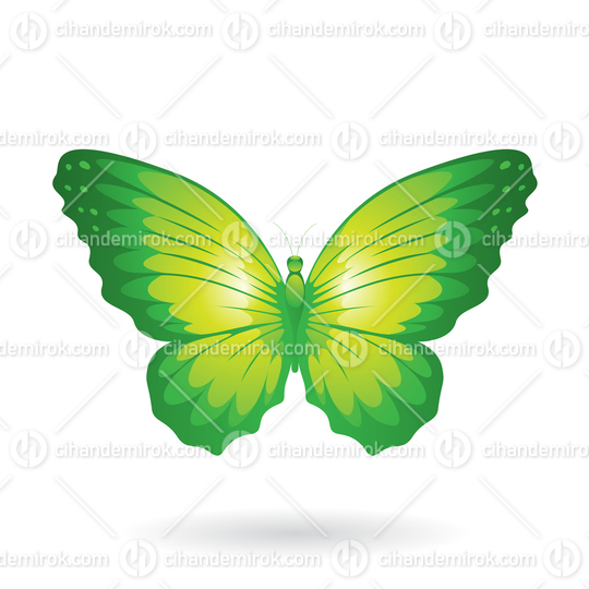 Green Butterfly Illustration with Round Wings