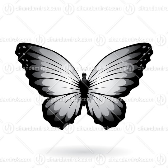 Grey and Black Butterfly Illustration with Round Wings