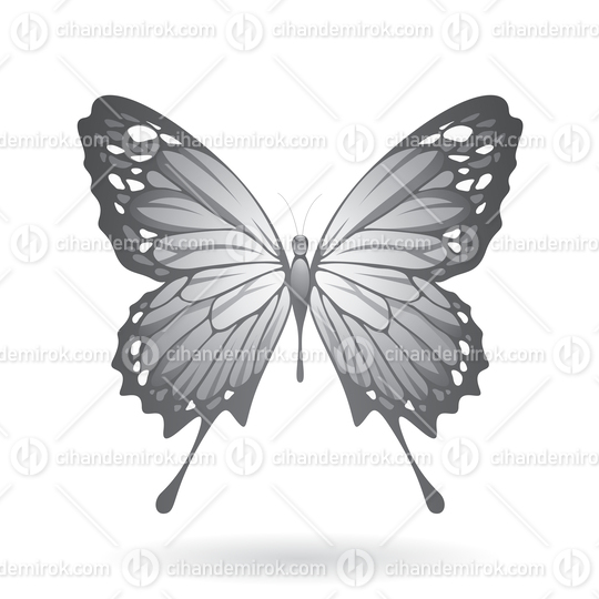 Grey Butterfly Illustration