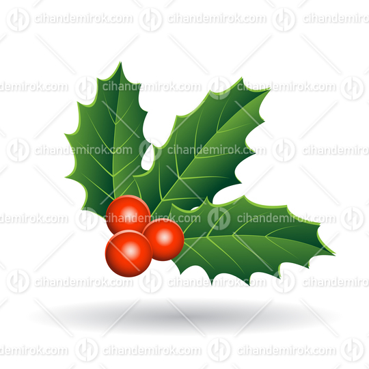 Holly Berries with Green Leaves Vector Illustration