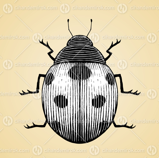 Ladybug, Black and White Scratchboard Engraved Vector