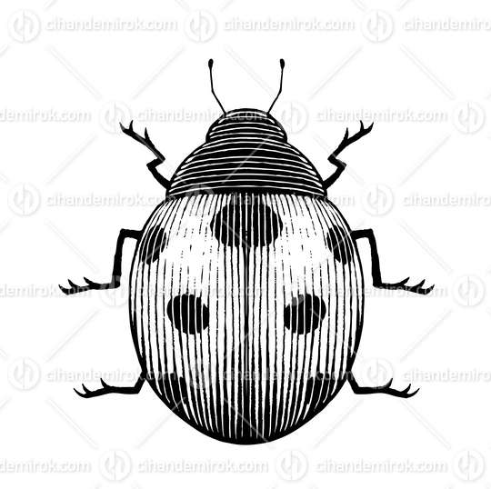 Ladybug, Scratchboard Engraved Vector