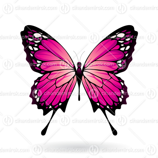 Magenta and Black Butterfly Illustration