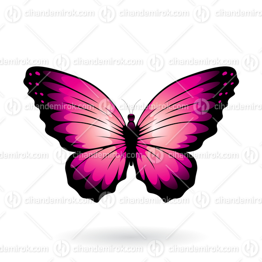Magenta and Black Butterfly Illustration with Round Wings