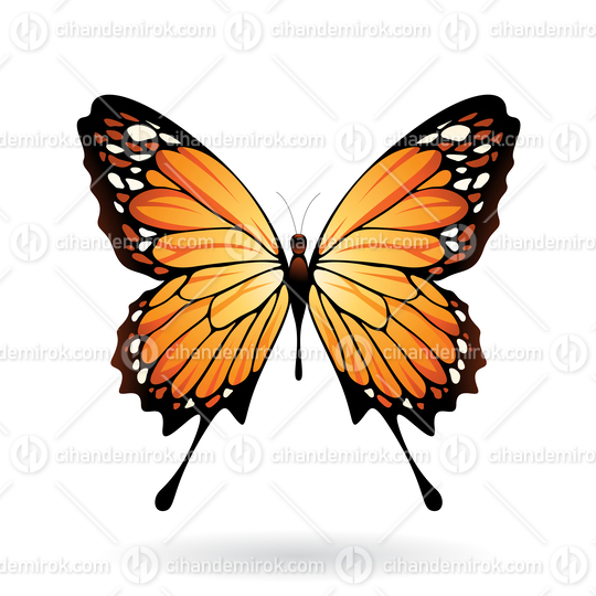 Orange and Black Butterfly Illustration