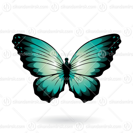 Persian Green and Black Butterfly Illustration with Round Wings
