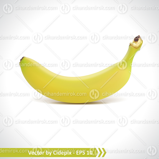 Realistic Illustration of a Banana