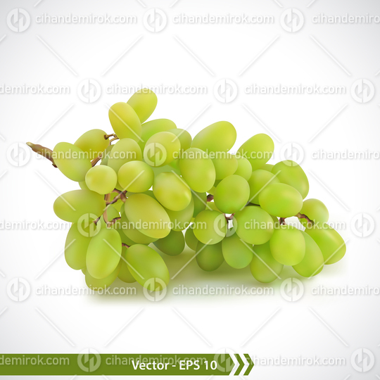 Realistic Illustration of Green Grapes