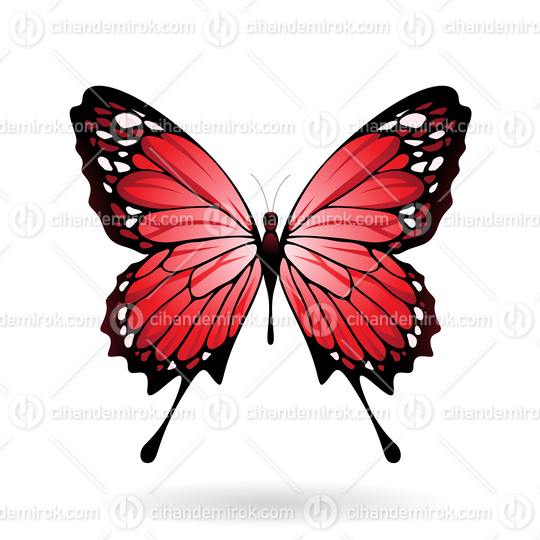 Red and Black Butterfly Illustration