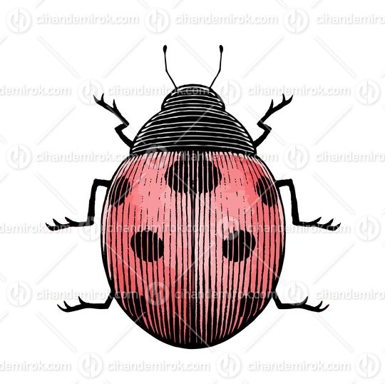 Red Ladybug, Scratchboard Engraved Vector
