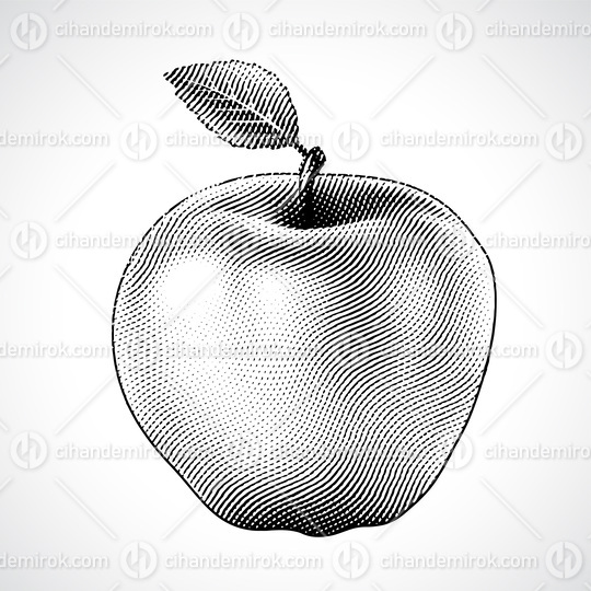 Scratchboard Engraved Apple