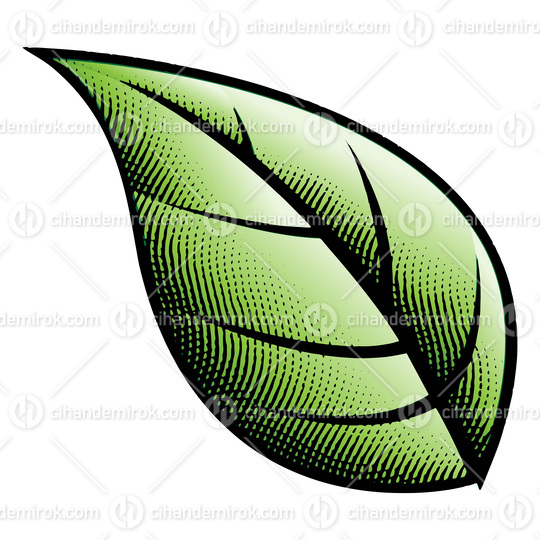Scratchboard Engraved Big Green Leaf