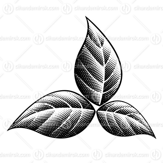 Scratchboard Engraved Black Tobacco Leaves