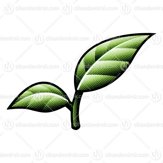 Scratchboard Engraved Green Leaf Branch 