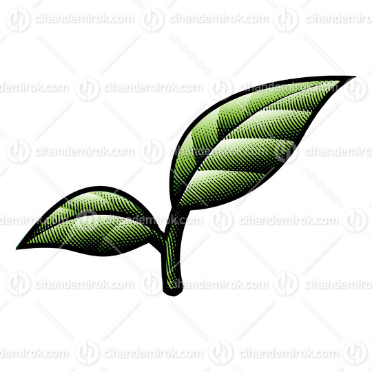 Scratchboard Engraved Green Leaves with Black Bold Outlines