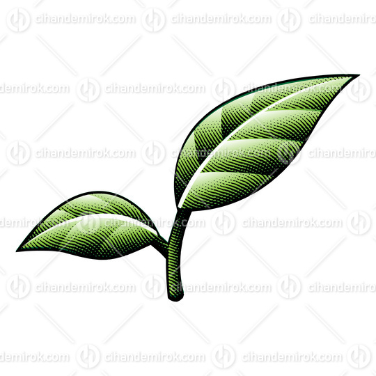 Scratchboard Engraved Green Leaves with Black Outlines 