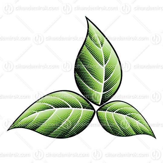 Scratchboard Engraved Green Tobacco Leaves