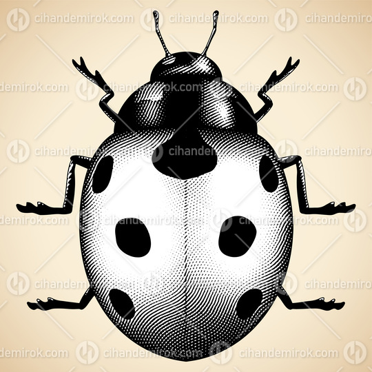 Scratchboard Engraved Ladybug with White Fill