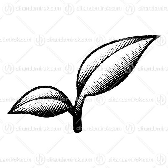 Scratchboard Engraved Leaf Branch 