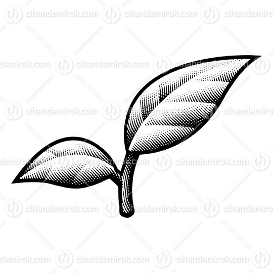 Scratchboard Engraved Leaf Branch with Bold Outlines