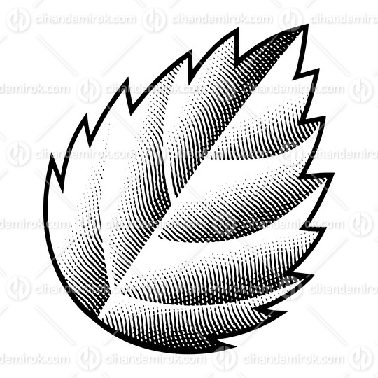 Scratchboard Engraved Nettle Leaf