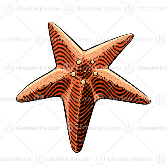Scratchboard Engraved Red Starfish over a White Background