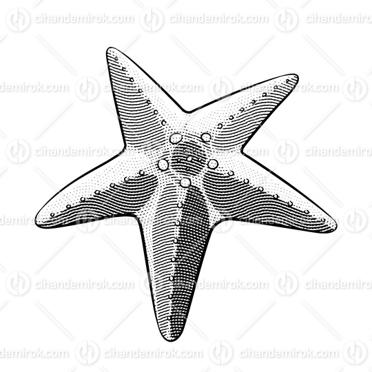 Scratchboard Engraved Starfish