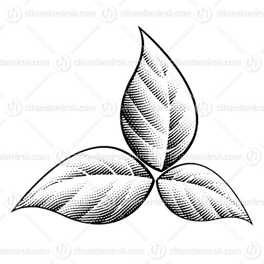 Scratchboard Engraved Tobacco Leaves