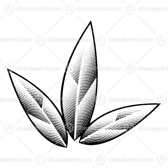 Scratchboard Engraved Tobacco Leaves