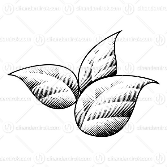 Scratchboard Engraved Tobacco Leaves with Black Outlines