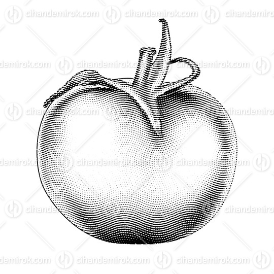 Scratchboard Engraved Tomato