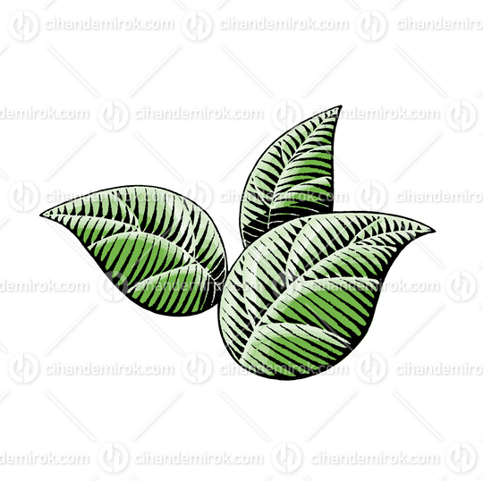 Three Green Leaves, Scratchboard Engraved Vector