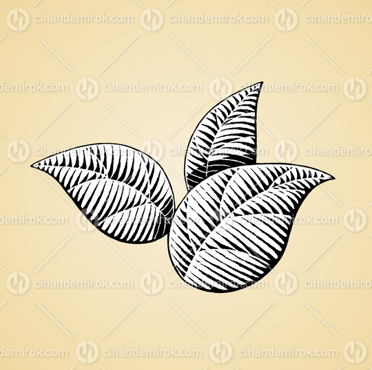 Three Leaves, Black and White Scratchboard Engraved Vector