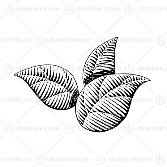 Three Leaves, Scratchboard Engraved Vector