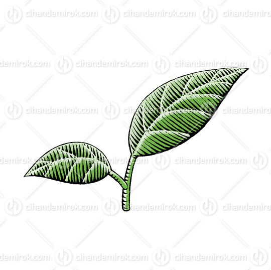 Two Green Leaves, Scratchboard Engraved Vector