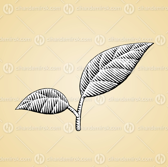 Two Leaves, Black and White Scratchboard Engraved Vector