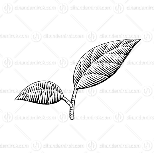 Two Leaves, Scratchboard Engraved Vector